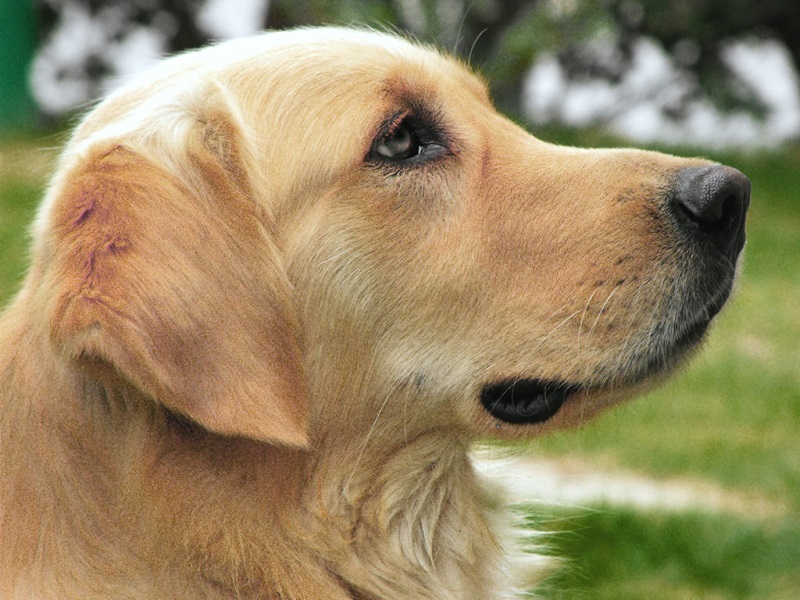 かわいい　犬