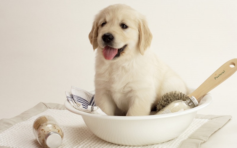 犬　好き