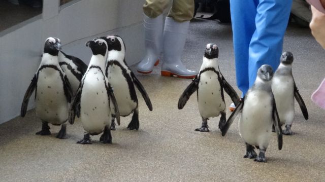 京都水族館　ペンギン