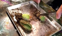 サボテン　大阪