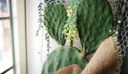 大阪　サボテン