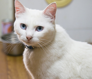 白い猫　大阪