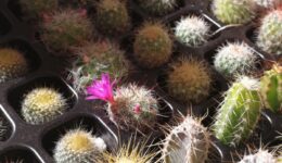 大阪 多肉植物 体験【サボテン】