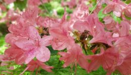 flowers-2372315_1920