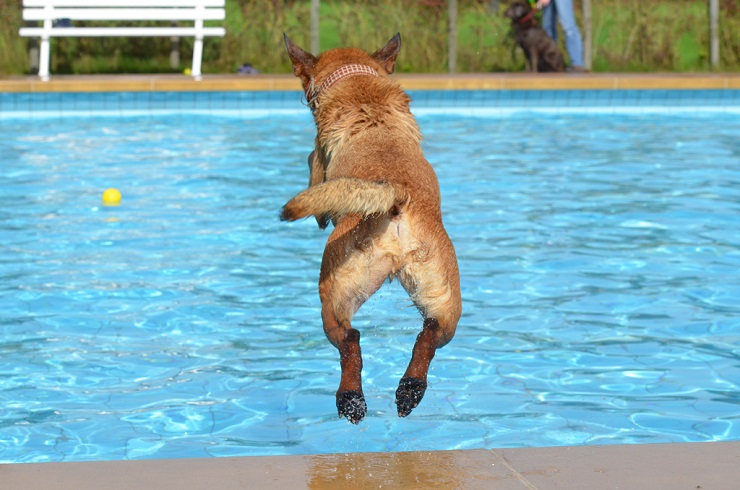 犬 泳ぐ