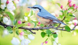 spring-bird-2295431_1920