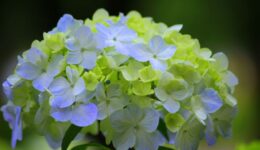hydrangea-2334073_1920