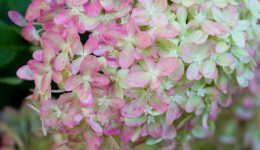 hydrangeas-2662230_1920