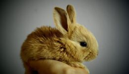 rabbit-373691_1920