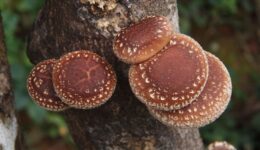 garden-vi-1767816_1920