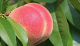 peach-2721852_1920
