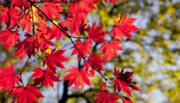 autumn-leaves-2789234_1920