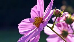 cosmea-1477223_1920