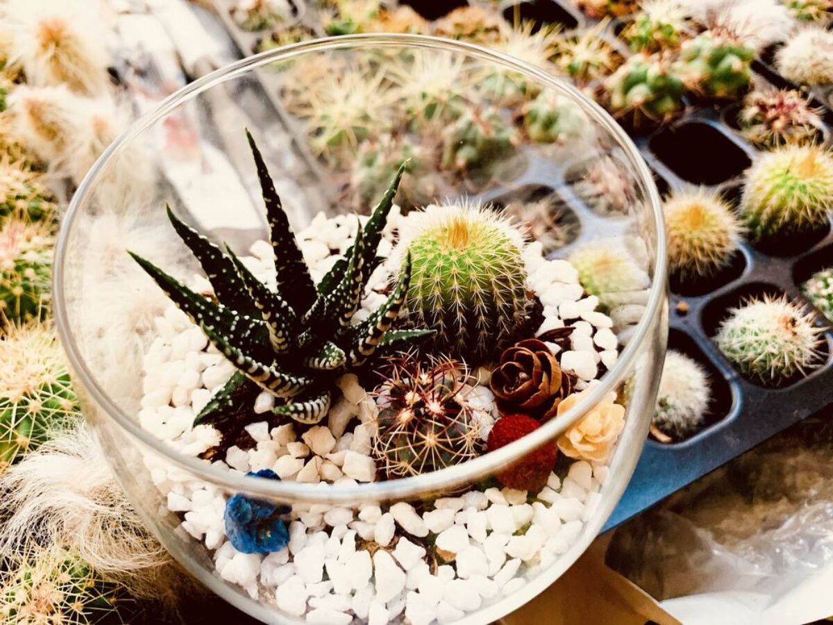 サボテングラス